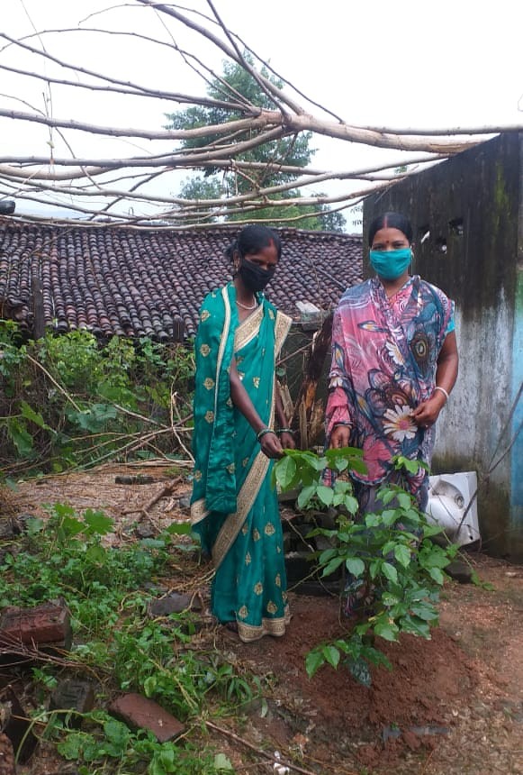 Tree Plantation Drive
